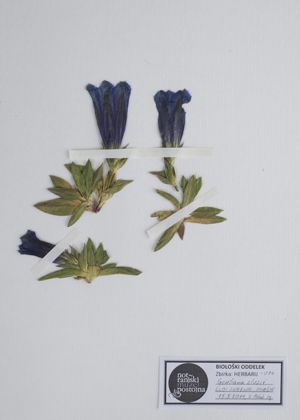 Herbarijska pola s clusijevim sviščem (Gentiana clusii)